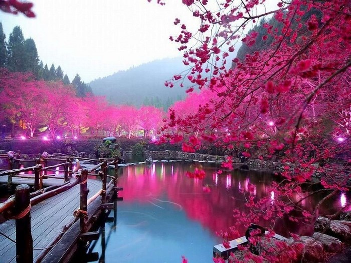 Cherry blossoms reflected in a pond with a wooden bridge