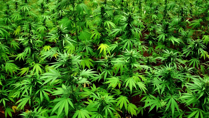 Field of Marijuana Plants