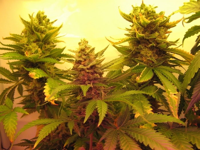 Marijuana plants with buds