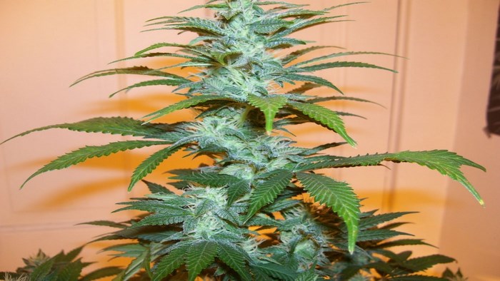 Marijuana plant with dense buds