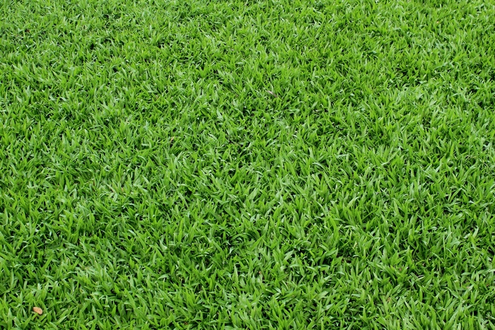 Green grass texture