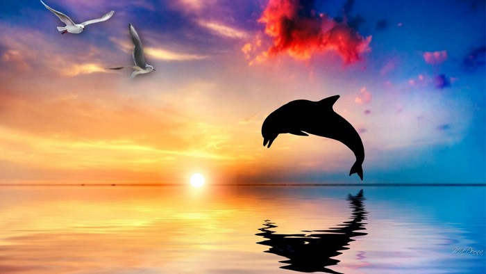 Silhouette of a dolphin jumping at sunset with seagulls