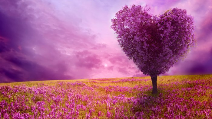 Heart-shaped tree in a field of purple flowers