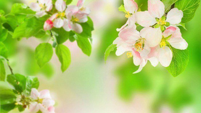 Spring Apple Blossoms with Green Leaves