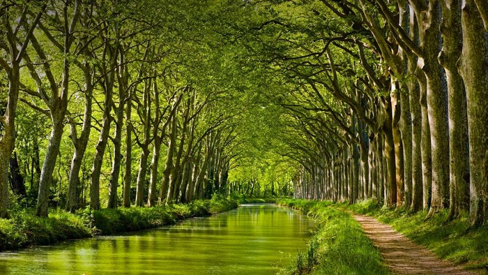 Canal lined with trees in spring