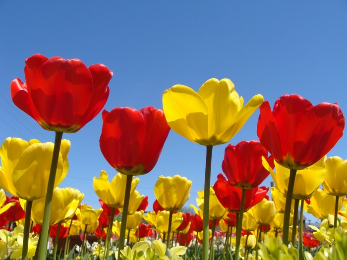 Red and yellow tulips against a blue sky