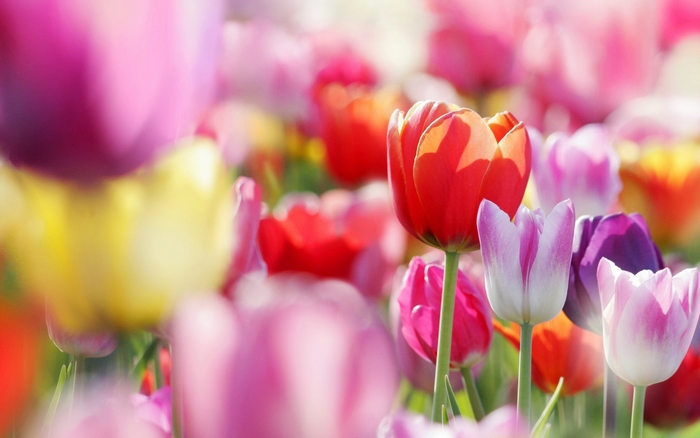 Field of colorful tulips in bloom