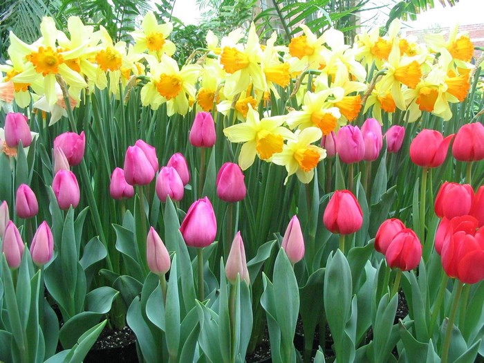 Yellow daffodils and pink and red tulips in a garden