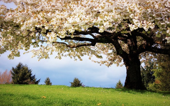 Spring tree with white blossoms over a grassy hill
