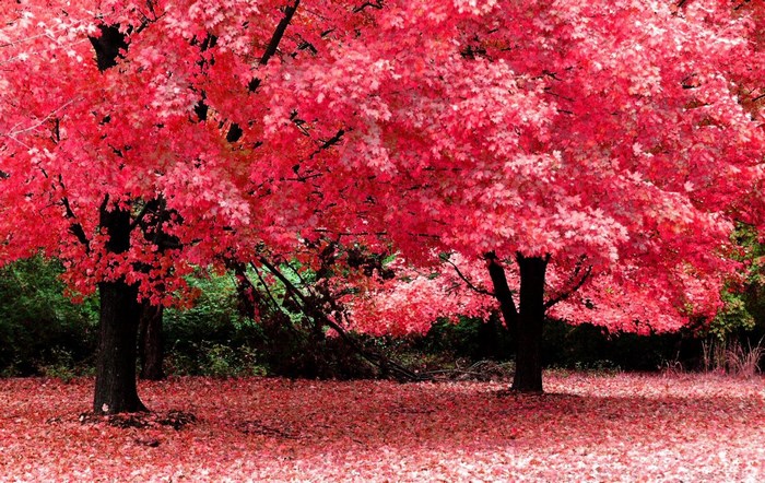 Trees with red leaves in autumn
