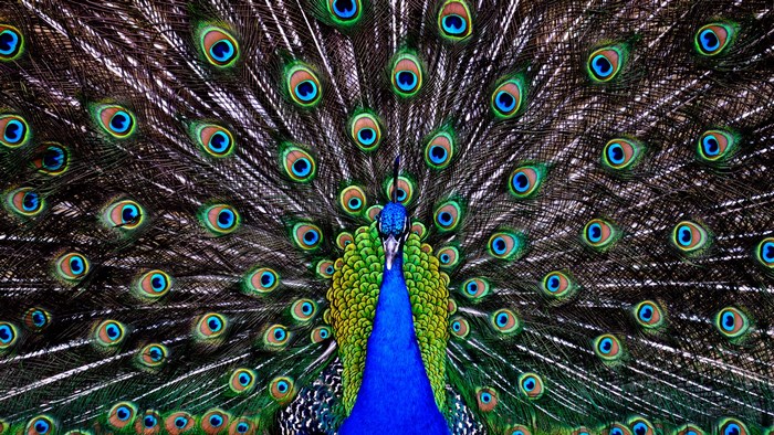 Peacock displaying its colorful tail feathers