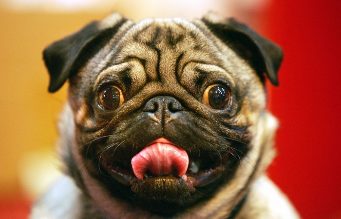 Close-up of a pug with its tongue out