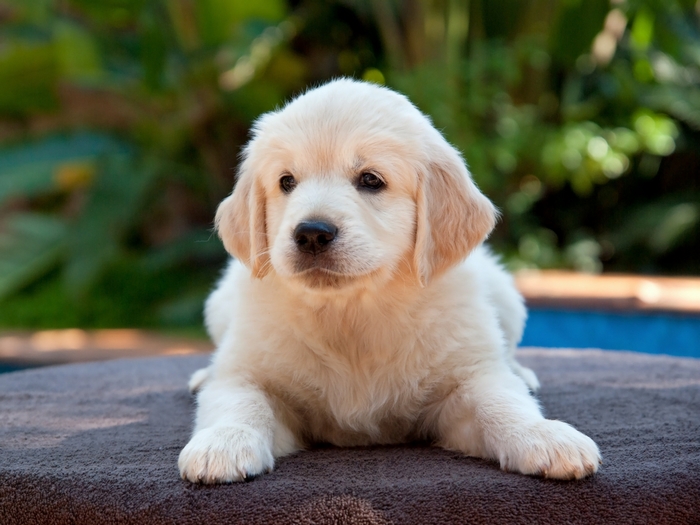 Golden Retriever puppy lying down