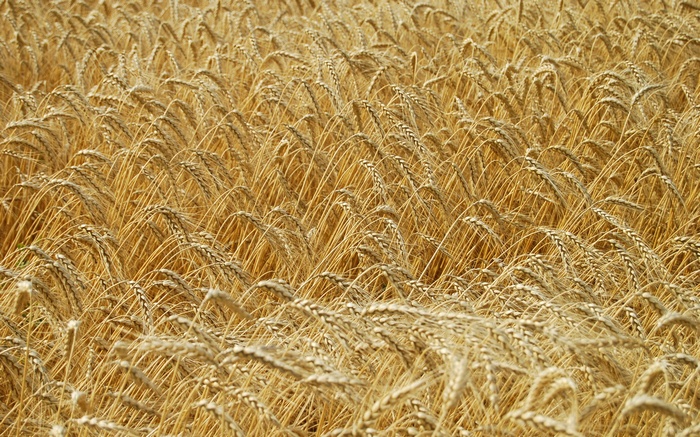Field of ripe golden wheat stalks