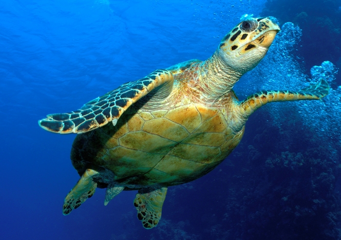 Hawksbill sea turtle swimming in blue ocean