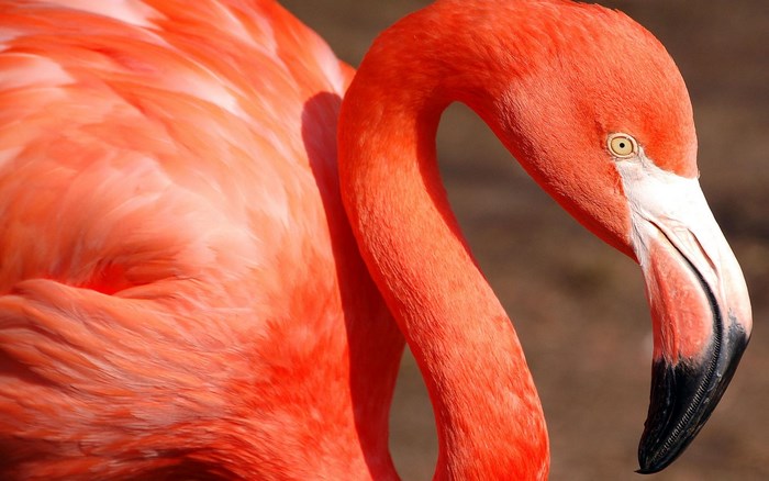 Close-up of a pink flamingo