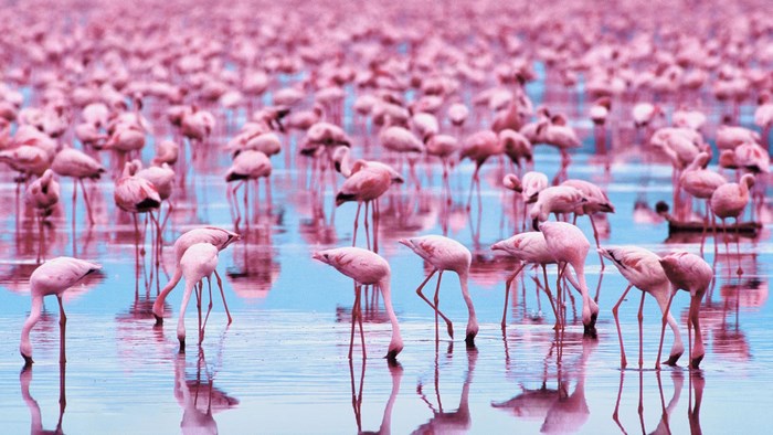 A large flock of pink flamingos wading in shallow water
