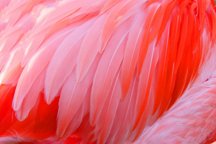 Close-up of Pink Flamingo Feathers