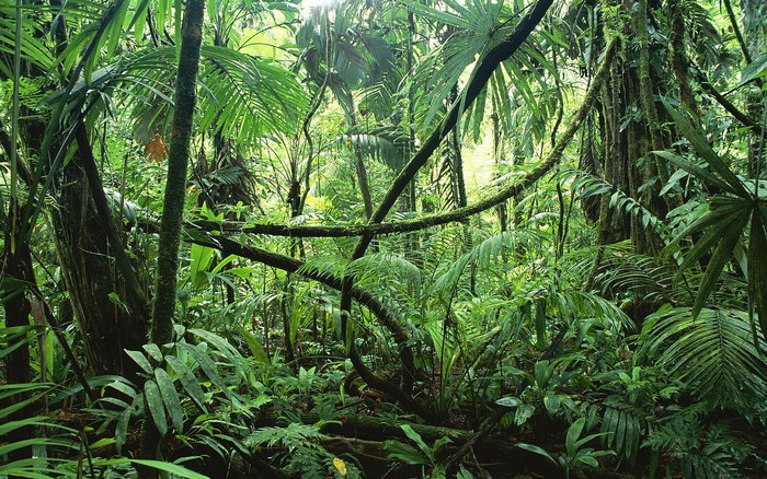 Dense jungle with thick vegetation and vines