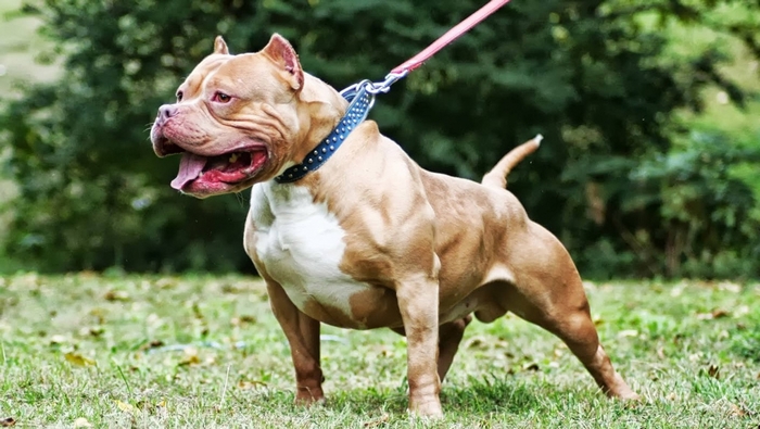 Strong Muscular Pitbull in Outdoor Setting