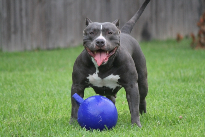 Playful Pitbull with Blue Toy on Green Grass