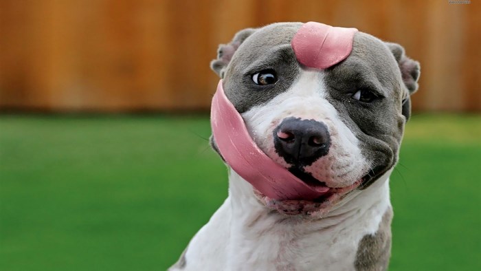 Pitbull dog with tongue sticking out