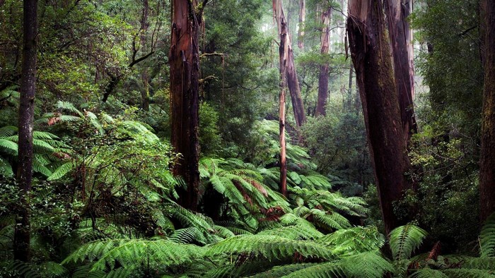 Dense green forest with tall trees and ferns