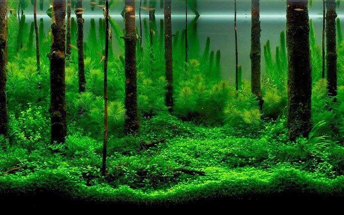 Aquarium with trees and aquatic plants