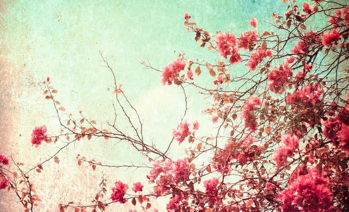 Vintage pink bougainvillea flowers on textured background
