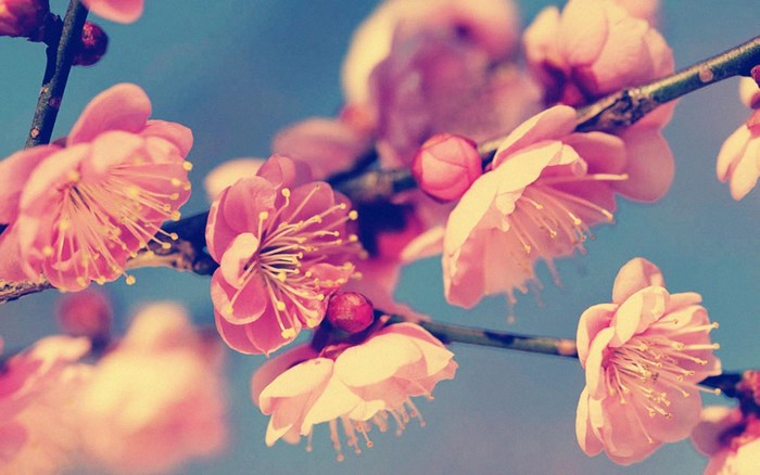 Vintage pink plum blossoms on a branch