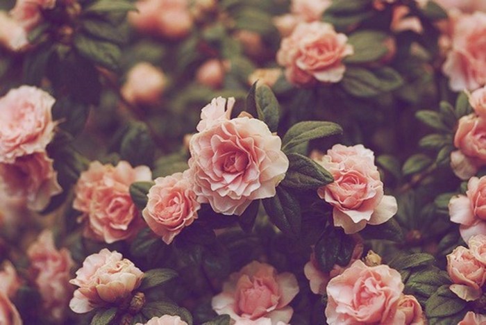 Vintage pink roses with green leaves