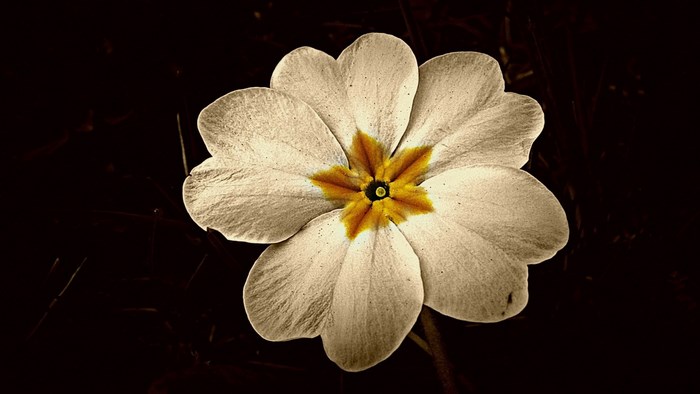 Vintage Primrose Flower Close-up