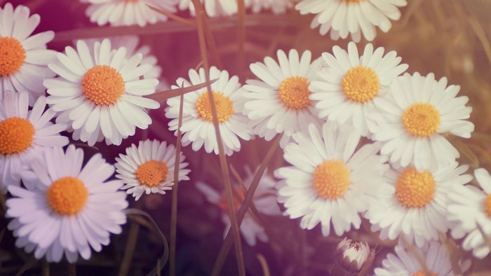 Vintage Daisy Flowers Close-up