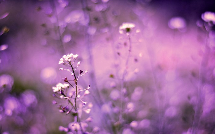 Vintage flower with bokeh effect