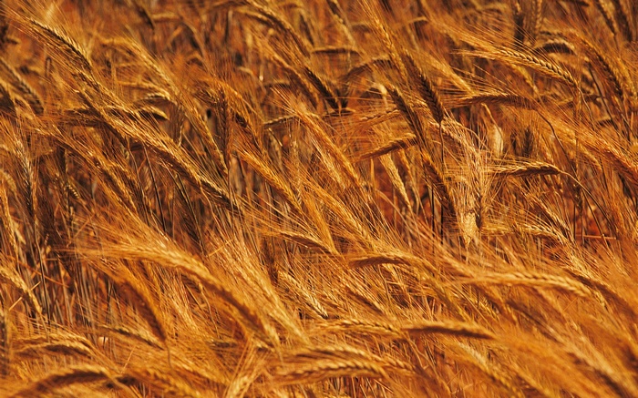 Field of golden wheat stalks swaying