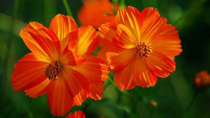 Two orange cosmos flowers in a garden