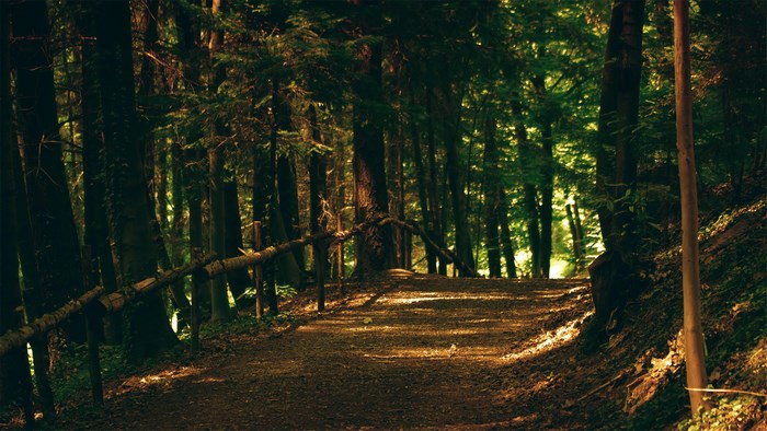 Forest path with wooden railing and sunlight