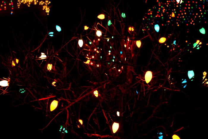 Colorful Christmas Lights on Tree Branches