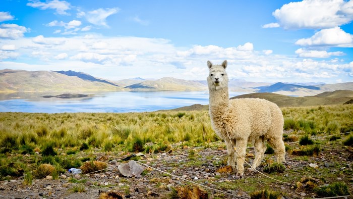 Alpaca Standing by Lakeside in Mountain Landscape
