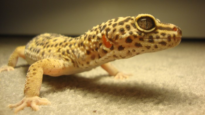 Leopard gecko on a carpet