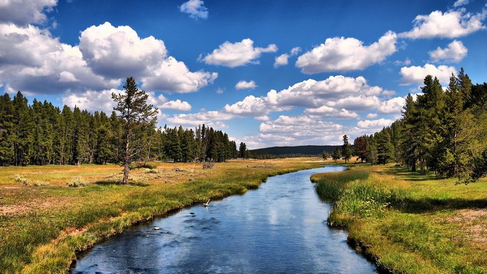 River flowing through a forest meadow under a cloudy sky