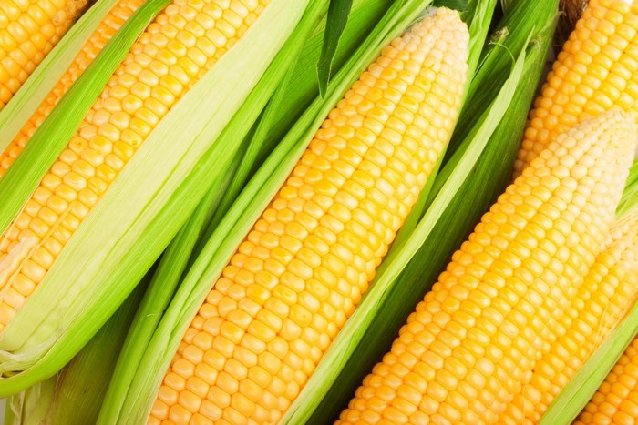 Fresh Yellow Corn Ears with Green Husks