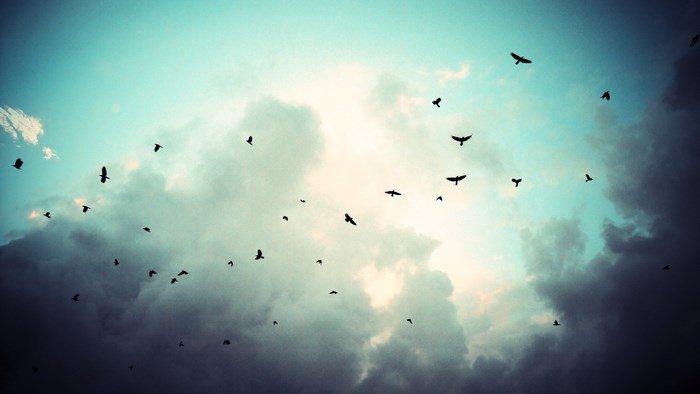 Flock of birds flying in the sky