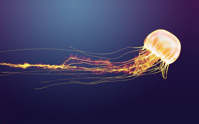 Jellyfish with glowing tentacles in dark blue water