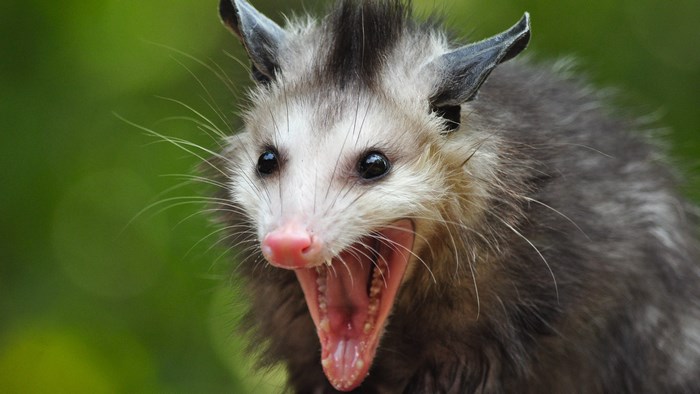 Opossum with mouth open