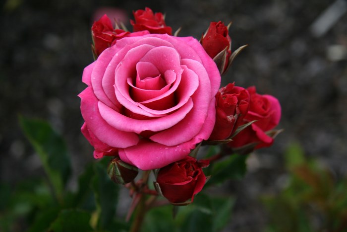 Vibrant Pink Rose with Red Buds