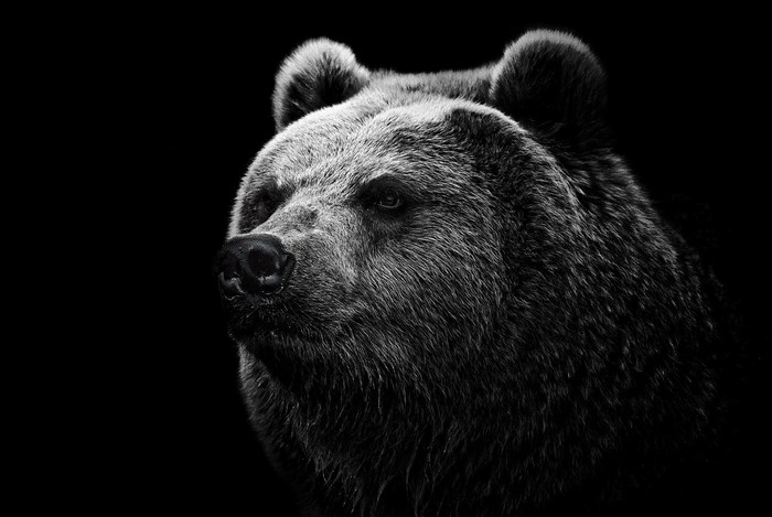 Close-up portrait of a brown bear