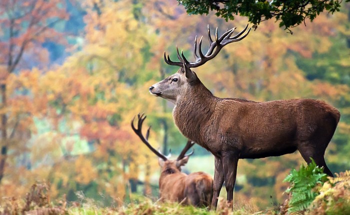 Two deer in a forest during autumn