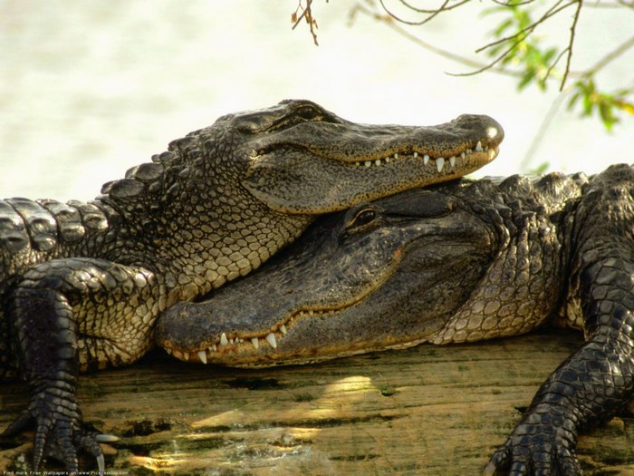Two alligators resting on a log