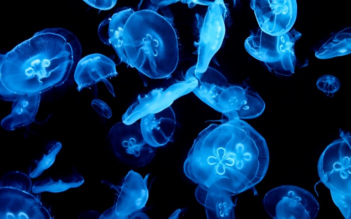 Blue Jellyfish in Dark Water